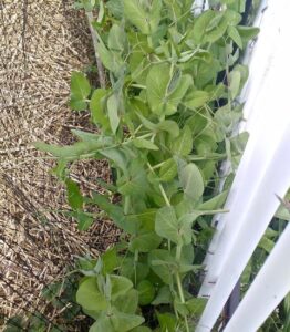 Making ‘Lemonade’ from Seedling Failure Image